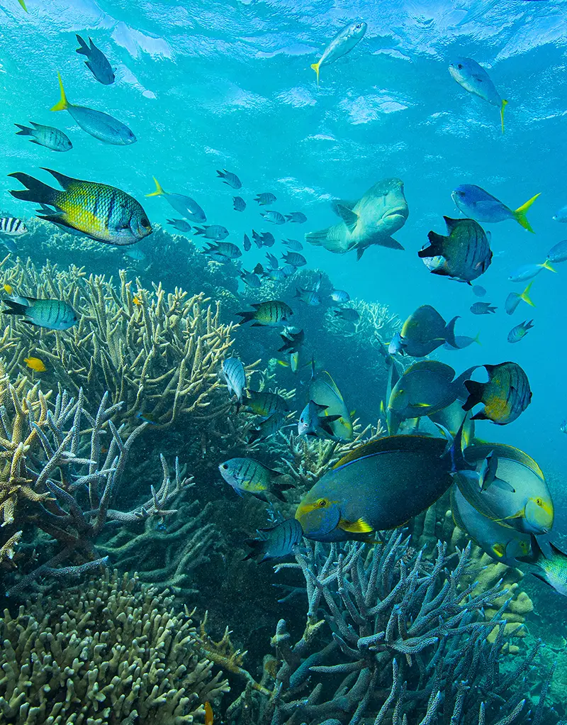 Snorkelling Great Barrier Reef From Airlie Beach