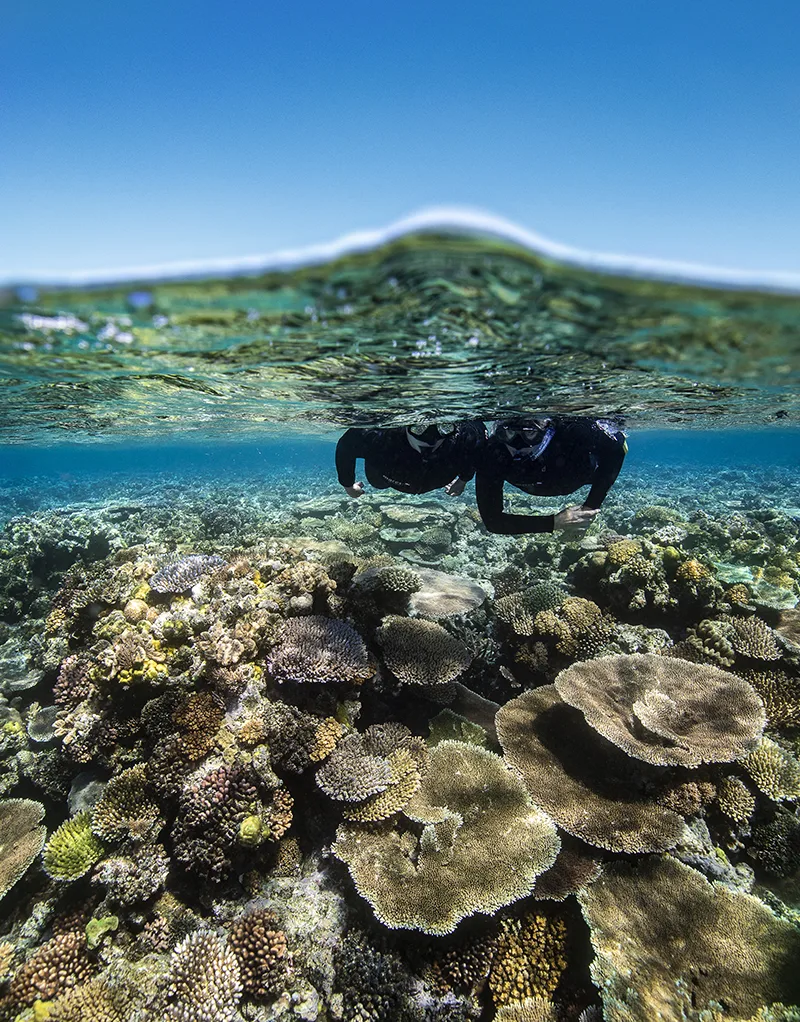 Great Barrier Reef Snorkelling Tours