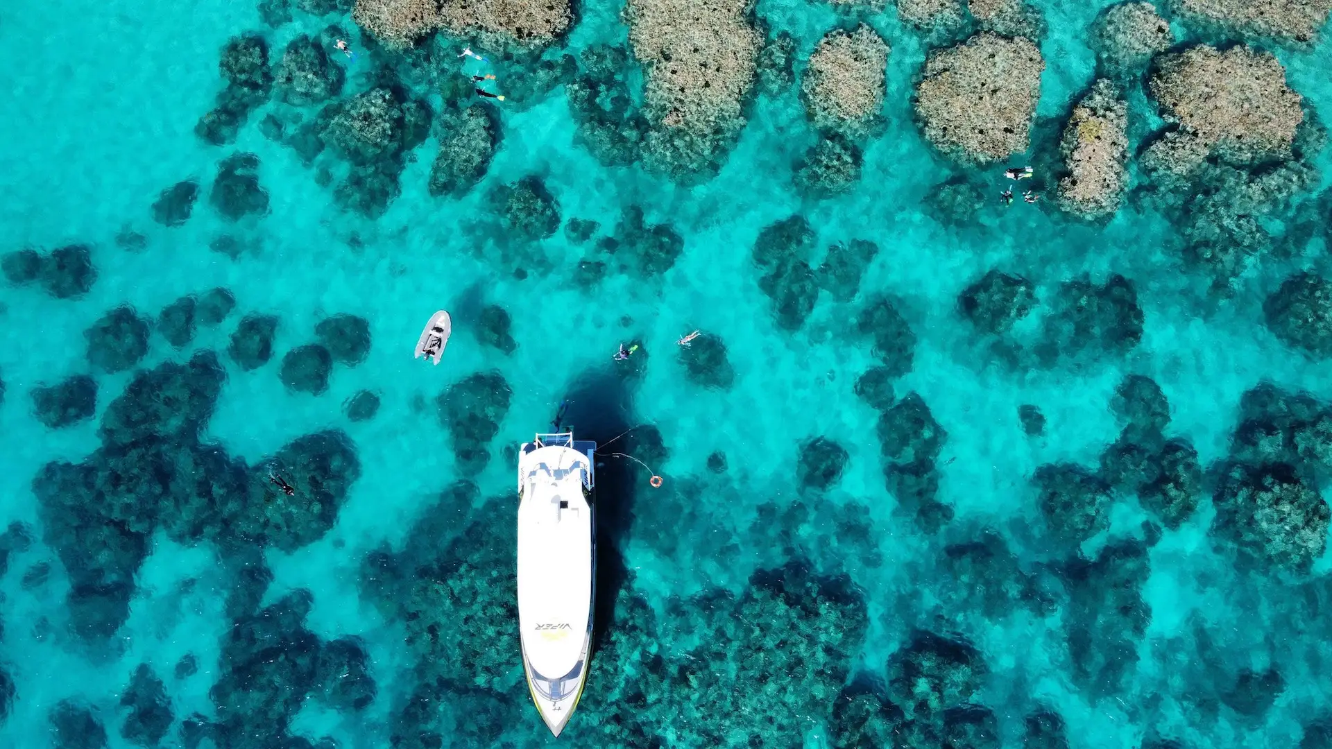 Viper at the Great Barrier Reef Iconic Whitsunday Adventures