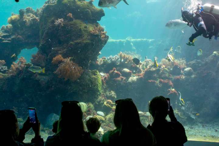 Aquarium with diver cleaning tank, visitors watching silhouetted against the glass.