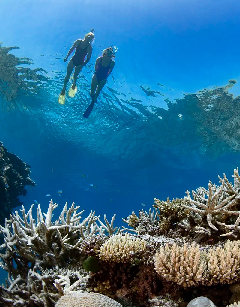 Iconic-Whitsunday-Adventures-Great-Barrier-Reef-001 a flock of seagulls are underwater