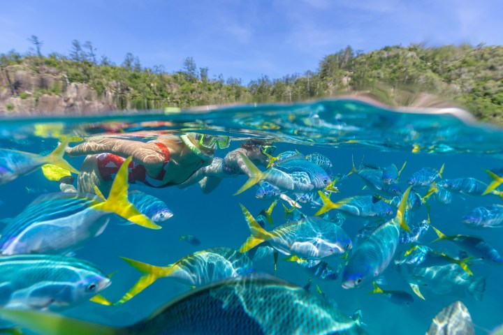 Lady Enid Guests Snorkelling with Tropical Fish in the Whitsundays
