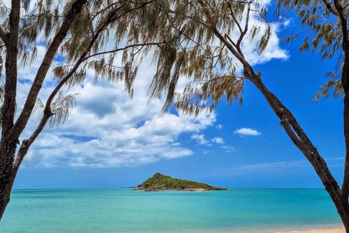 a tree next to a body of water