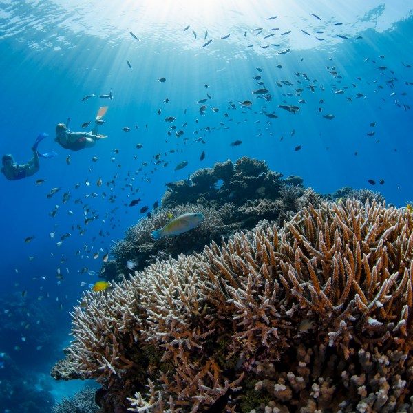 a flock of birds flying over a body of water