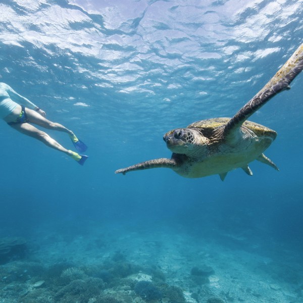 Lady Enid Whitsundays often encounter turtles
