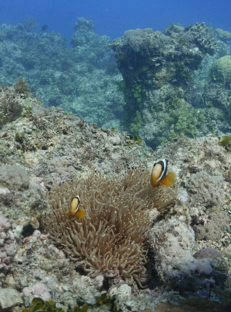 Underwater scene with coral reef, anemone, and two clownfish swimming in the blue ocean.