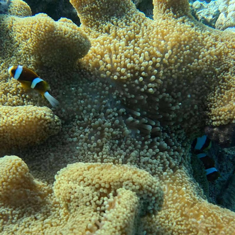Clownfish swimming near large, textured coral underwater.