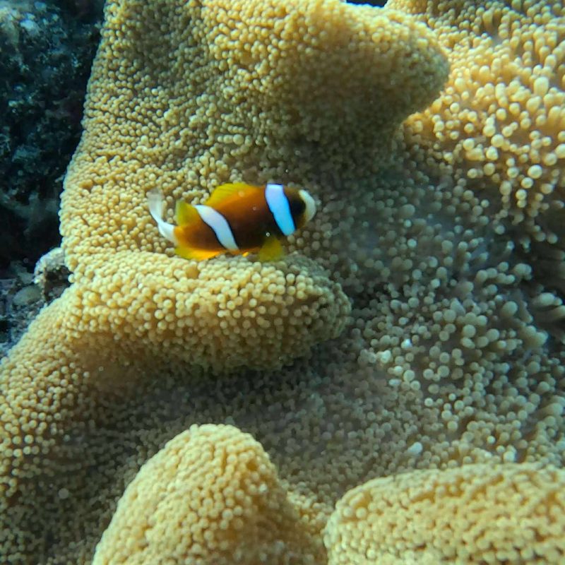 Clownfish swimming in anemone on coral reef.