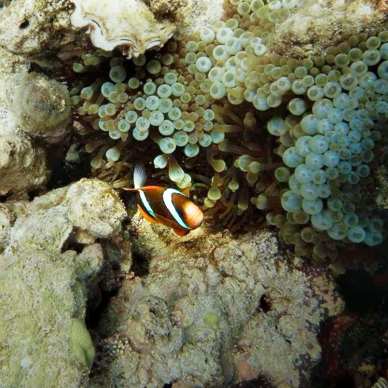 Clownfish swimming near corals and anemones underwater.