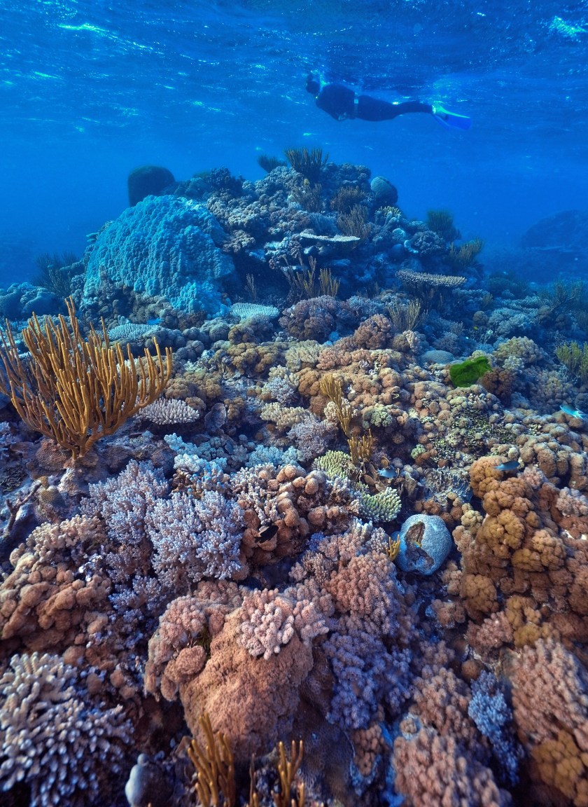 colourful coral reef
