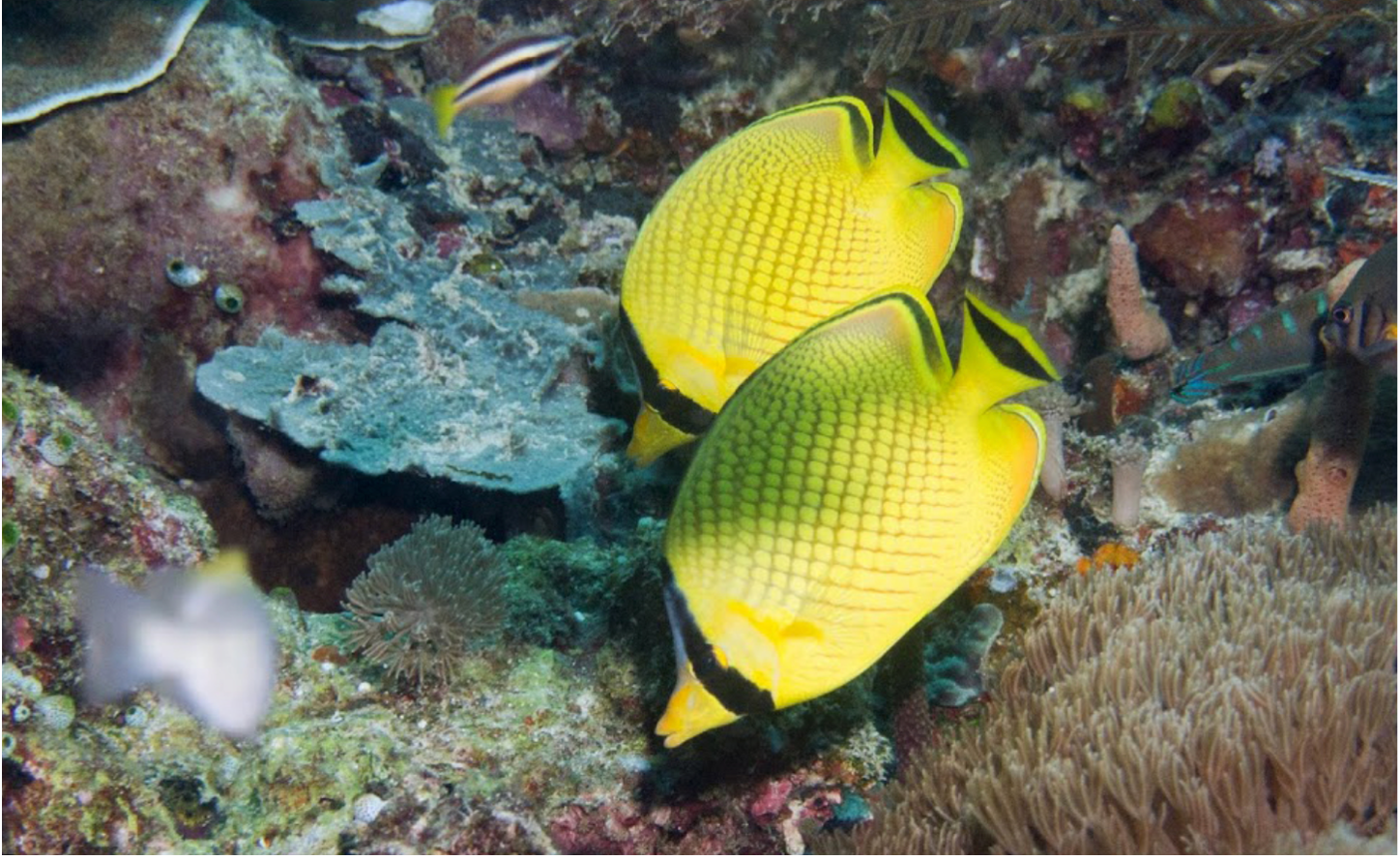 Two yellow Latticed Butterflyfish with black markings swimming over a coral reef