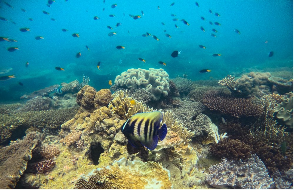 Sixbanded Angelfish Great Barrier Reef - Viper Iconic Whitsunday Adventures Hook Island