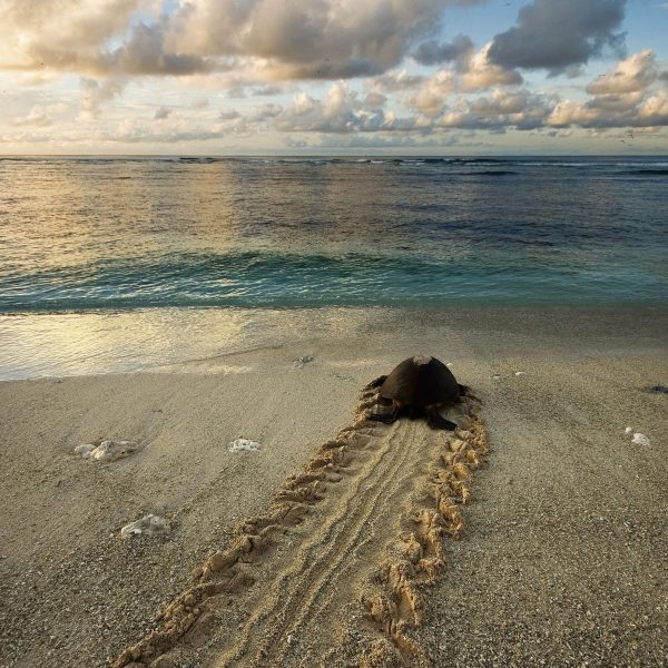 A turtle crawls towards the ocean leaving tracks on the beach