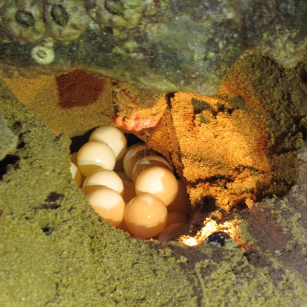 Cluster of sea turtle eggs in a sandy nest under a rock.
