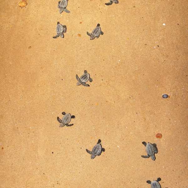 Baby turtles crawl across a Queensland beach towards the sea.