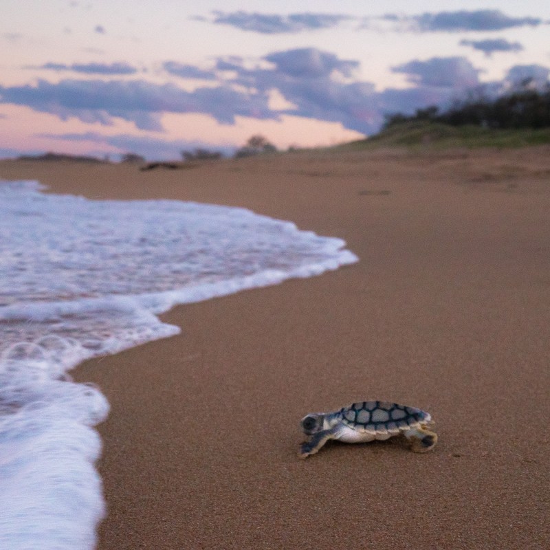 Baby turtle on a Queensland beach heading towards the sea.