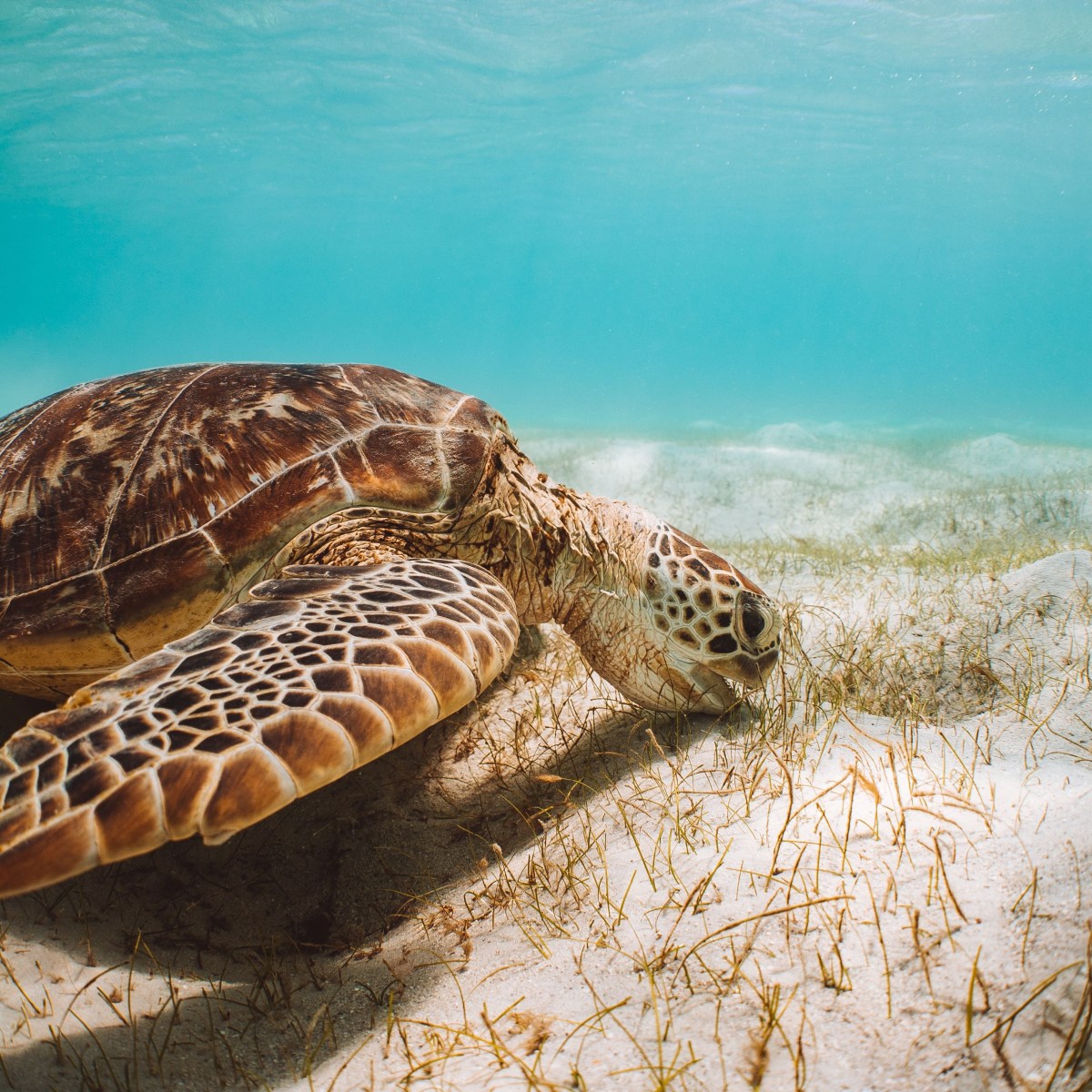 Sea turtle swimming over seagrass meadow