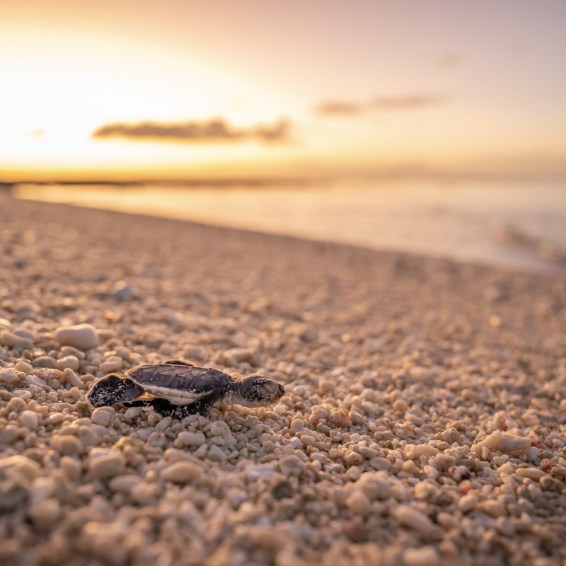 Baby turtle on a Queensland beach heading toward ocean.