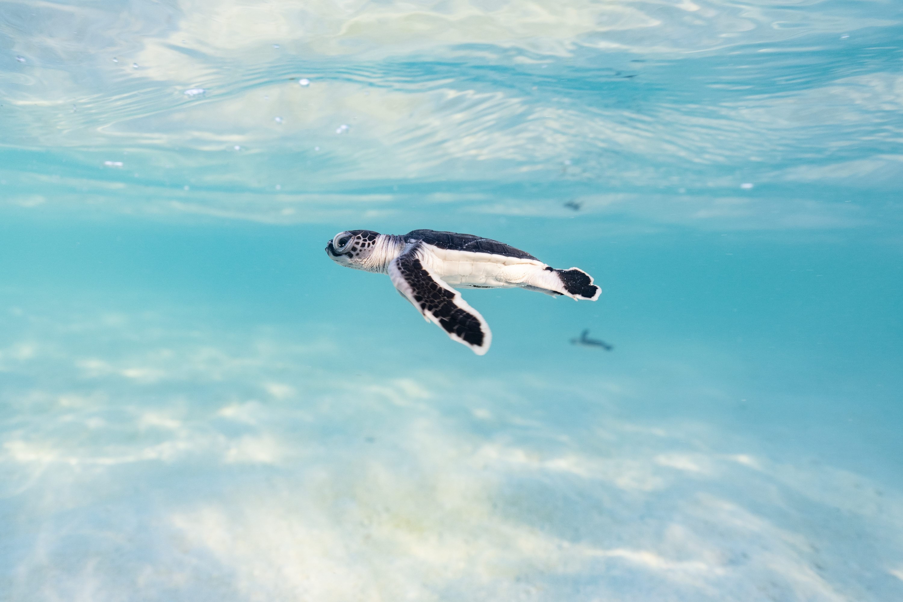 Baby sea turtle swimming near the ocean surface with clear blue water. Queensland Great Barrier Reef