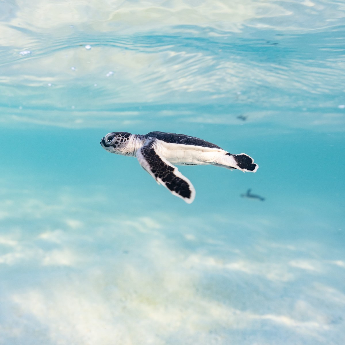 Baby sea turtle swimming near the ocean surface with clear blue water. Queensland Great Barrier Reef
