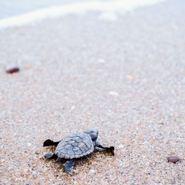 Baby sea turtle crawling on a Queensland beach towards the ocean.