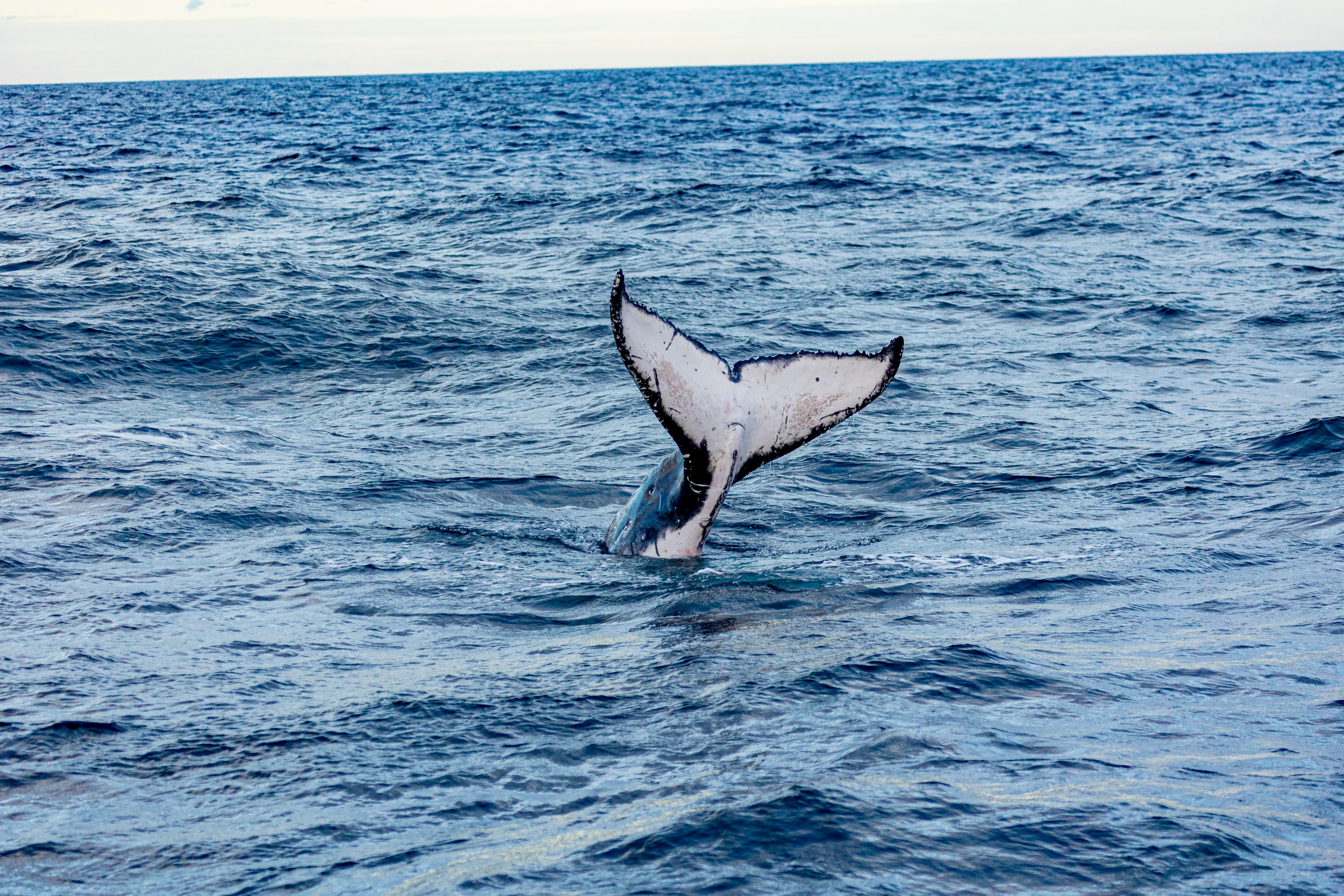 Whale tail emerging from ocean water under a cloudy sky.