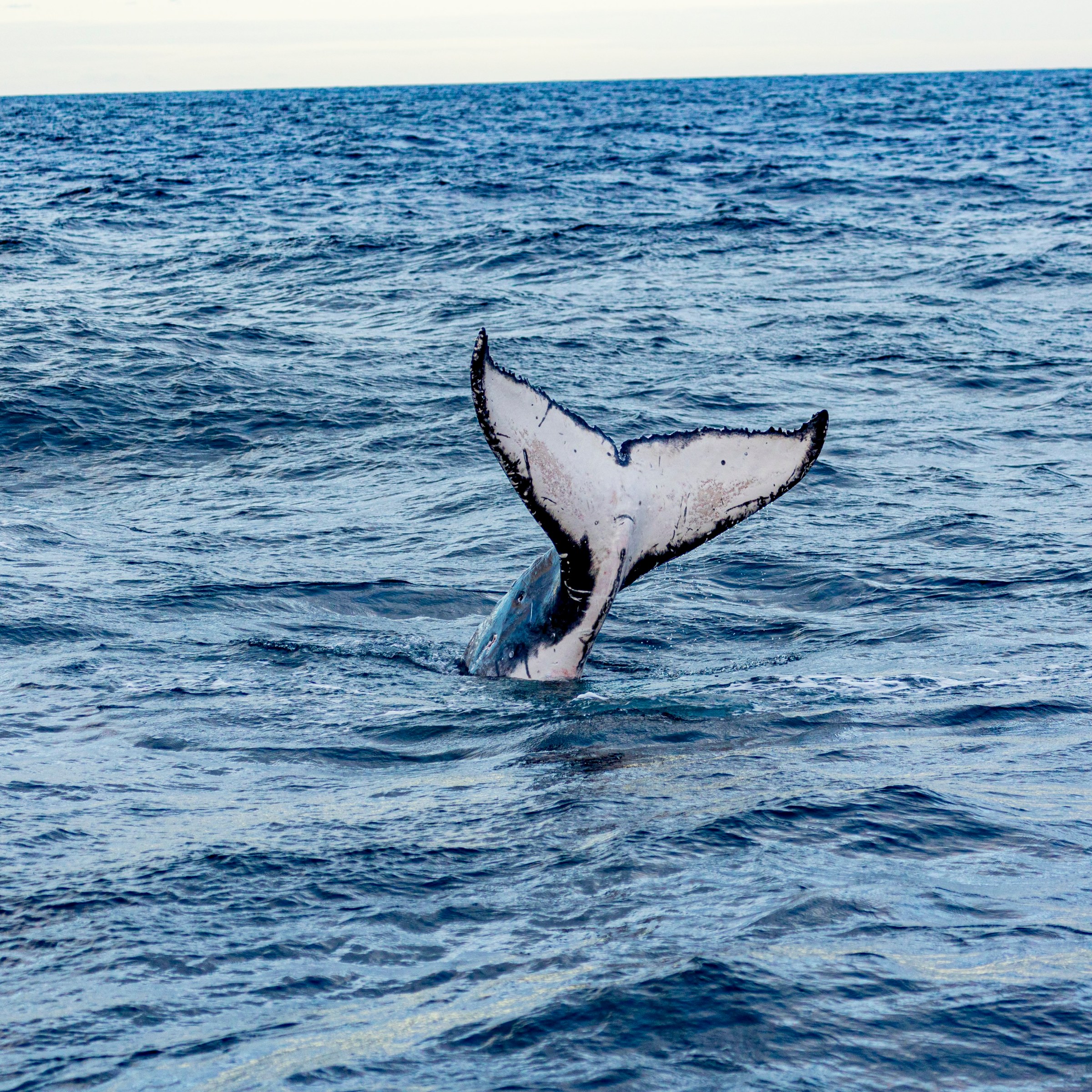 Whale tail above ocean surface on a clear day.