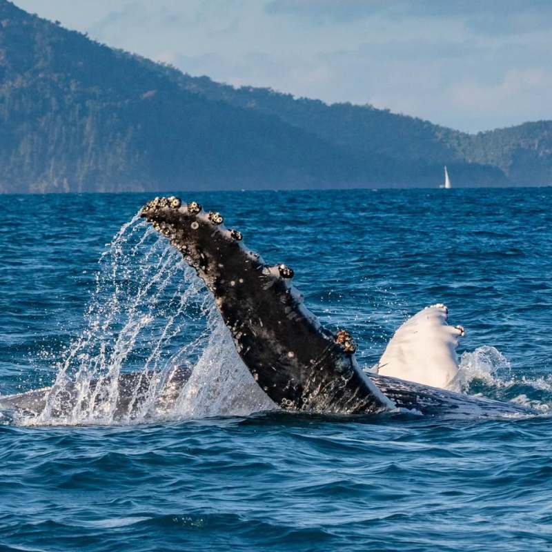 Humpback whale tail splashing water in the ocean near distant mountains.