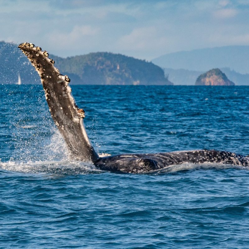 Whale tail emerging from the ocean with distant islands in background.