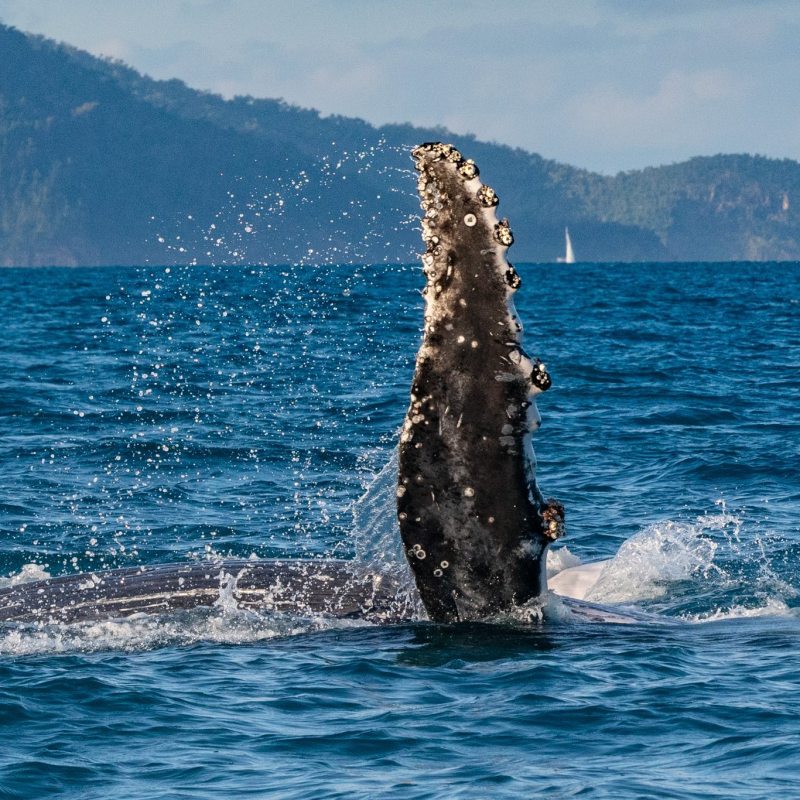 Whale fin emerging from ocean with islands in the background.